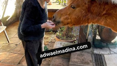 صورة برجيت باردو الأسطورة التي جسدت جمال الفن والجدل