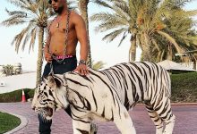صورة النجم محمد رمضان يتعرض للإصابة بجروح في هجوم نمر أثناء تصوير عشماوي