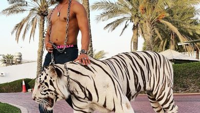 صورة النجم محمد رمضان يتعرض للإصابة بجروح في هجوم نمر أثناء تصوير عشماوي